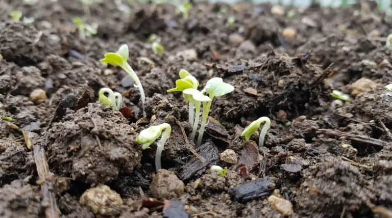 Moutarde blanche: semez-la maintenant pour un potager XXL au printemps