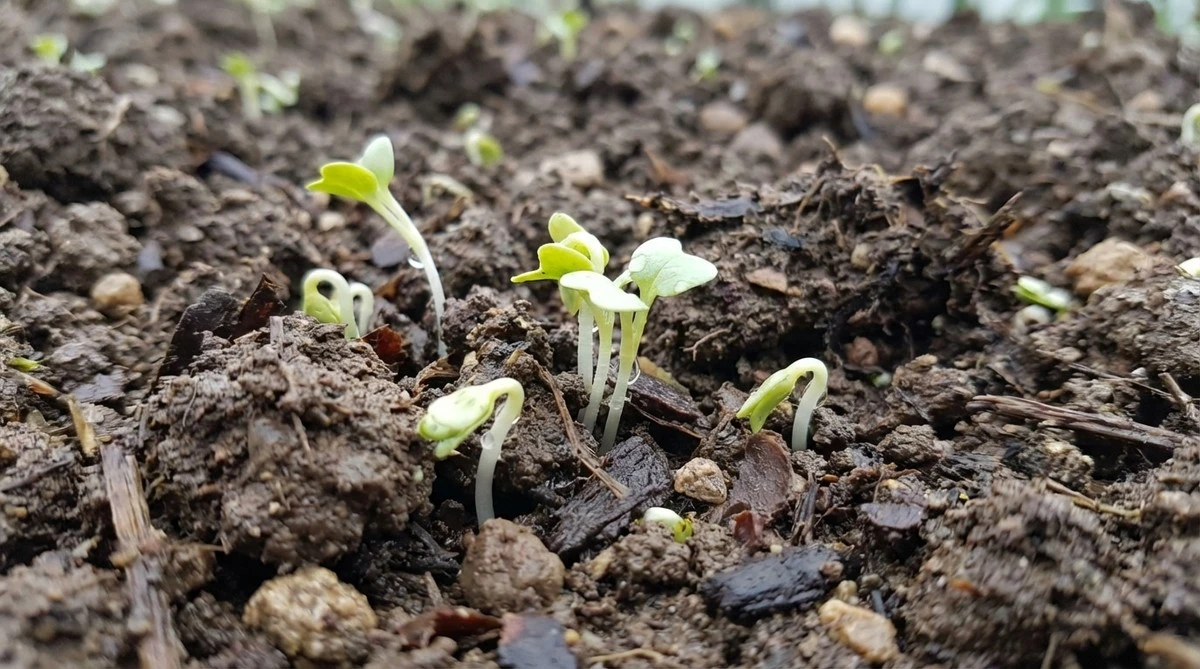 Moutarde blanche: semez-la maintenant pour un potager XXL au printemps