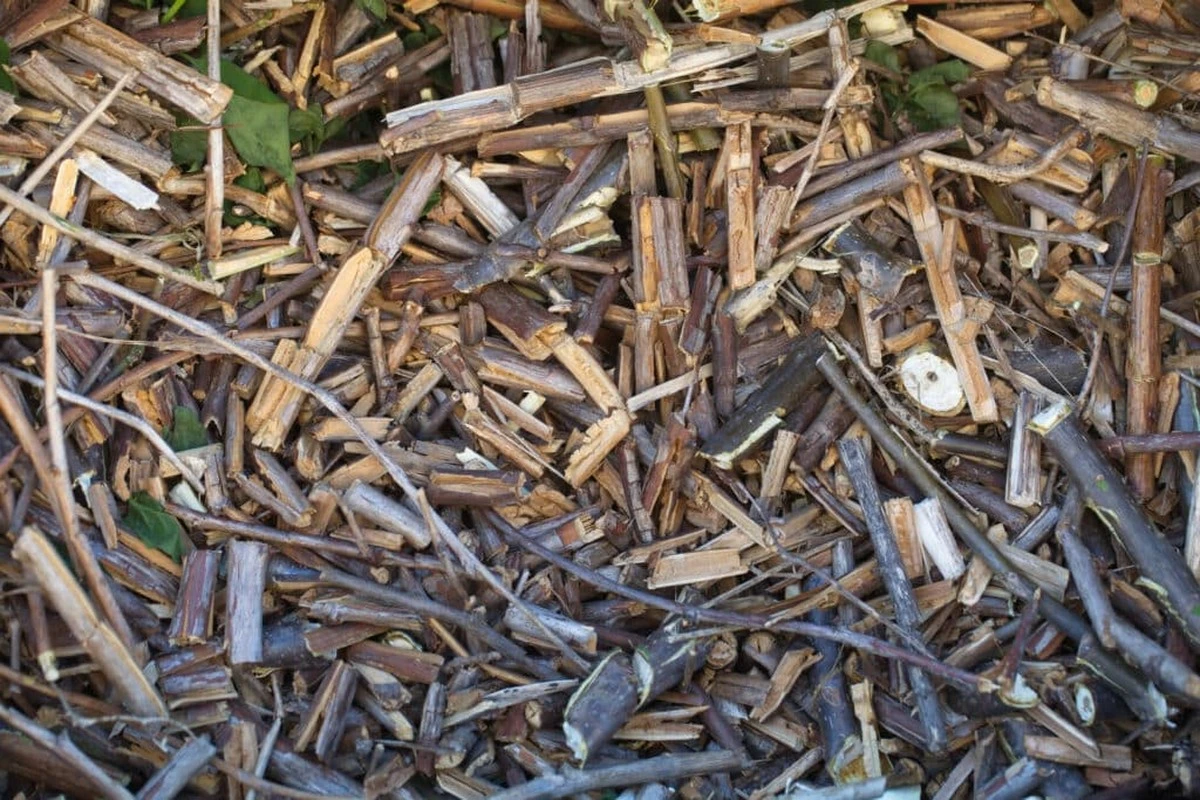Non buttare i tuoi rami tagliati: trasformali in un tesoro per il tuo giardino in 5 modi.