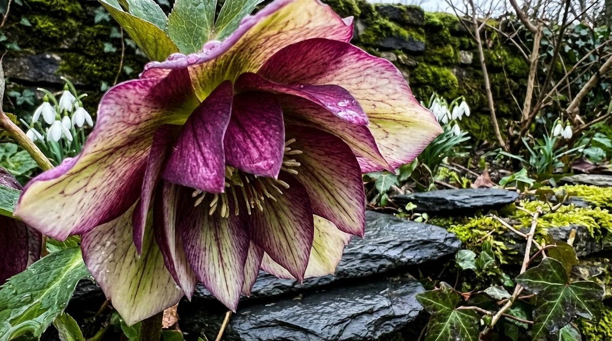 Non piantare queste perenni in primavera: falla ora (o l'anno prossimo)!