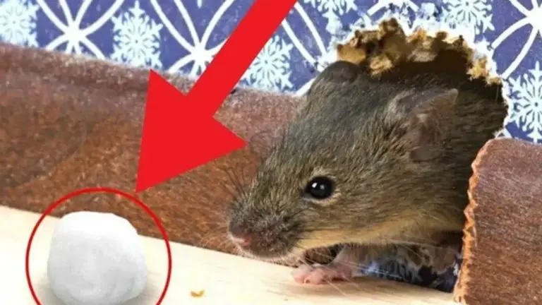 Odoredi Lana Bruciata: Il Segreto Inaspettato per Allontanare i Topi