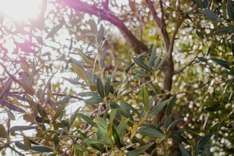 Oliveti senza frutti? Il segreto è un gesto di marzo che tutti trascurano
