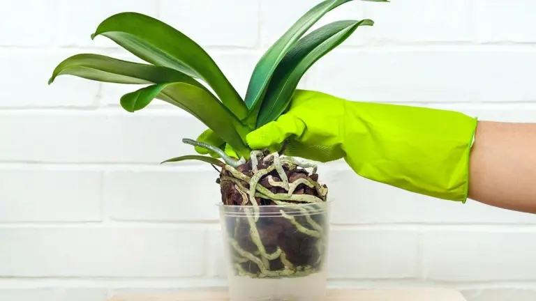 Orchidee: le radici sporgono? Taglia o rinvasa: la guida definitiva