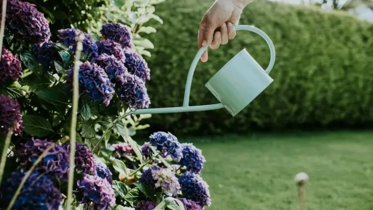 Ortensie blu: il trucco infallibile con un cucchiaio d'acqua