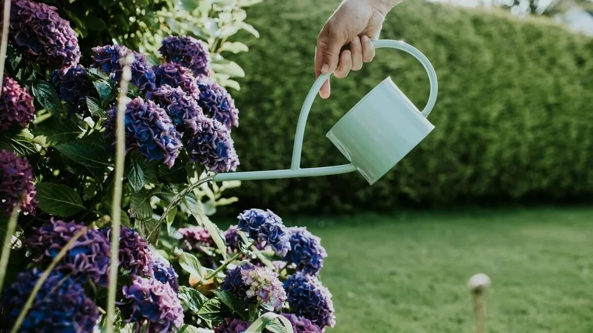 Ortensie blu: il trucco infallibile con un cucchiaio d'acqua