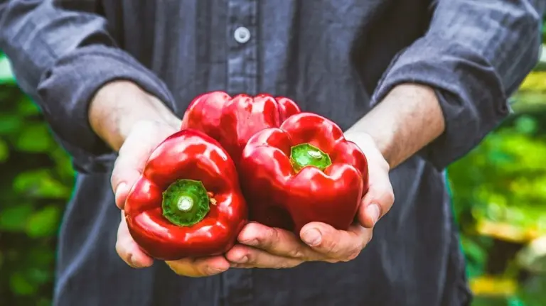 Paprika Sodbrennen: Perché non digerisco bene la paprika? | Bayern 1 | Radio | BR.de