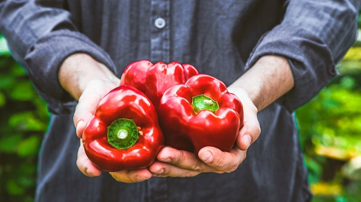Paprika Sodbrennen: Perché non digerisco bene la paprika? | Bayern 1 | Radio | BR.de