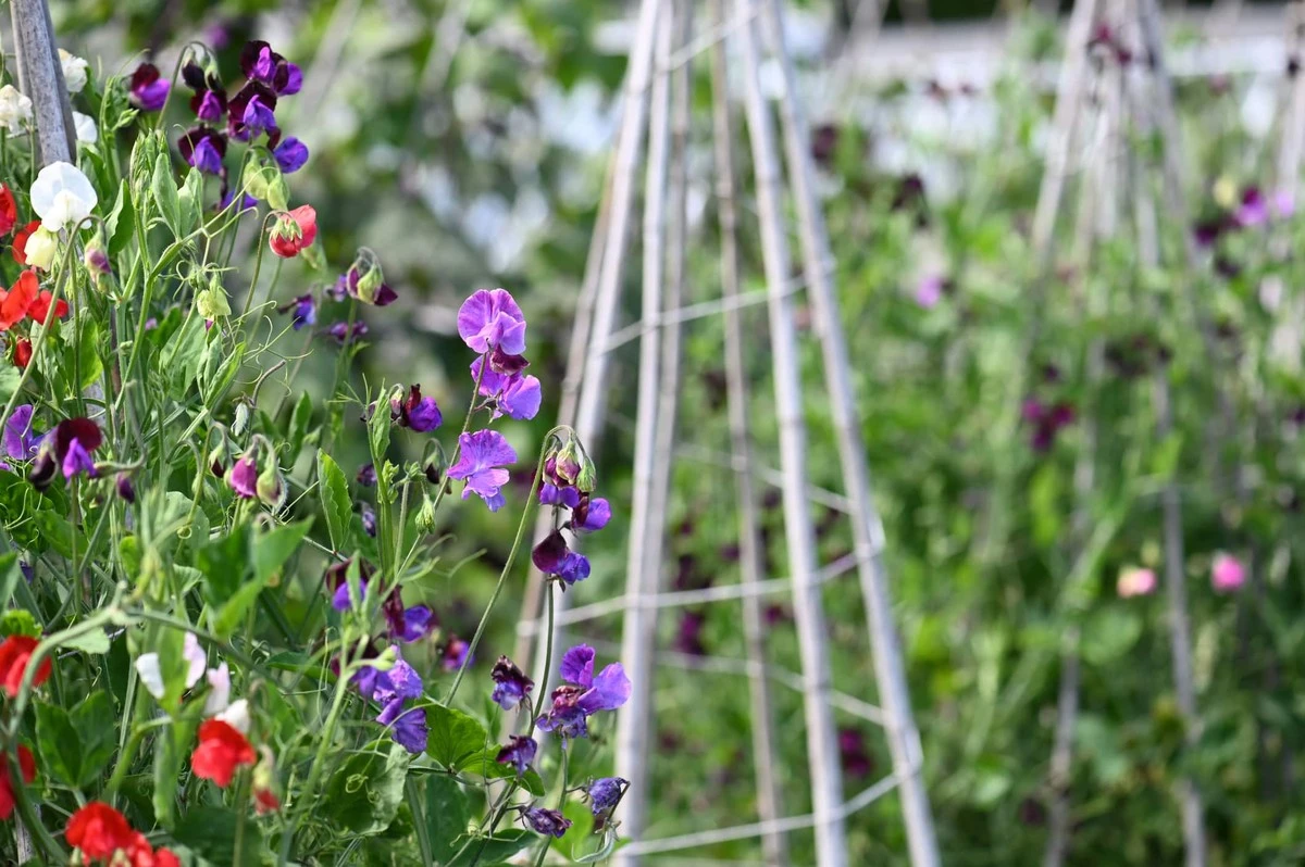Perché il Lathyrus odoratus è la rampicante che tutti sottovalutano (e come coltivarlo al meglio)
