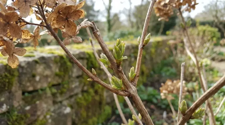 Perché le tue ortensie non fioriscono? Il segreto di febbraio che tutti dimenticano