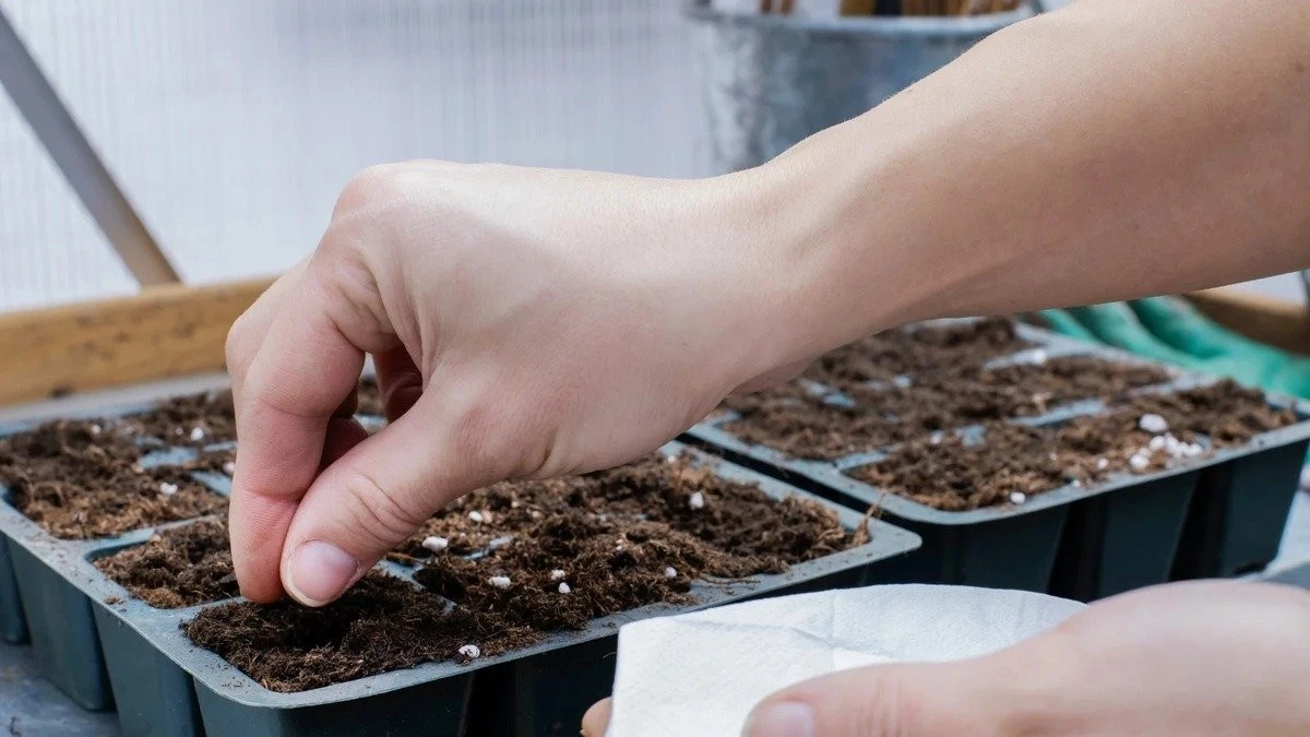 Piantare in Febbraio: le date cruciali per peperoni, melanzane e petunie secondo gli agronomi