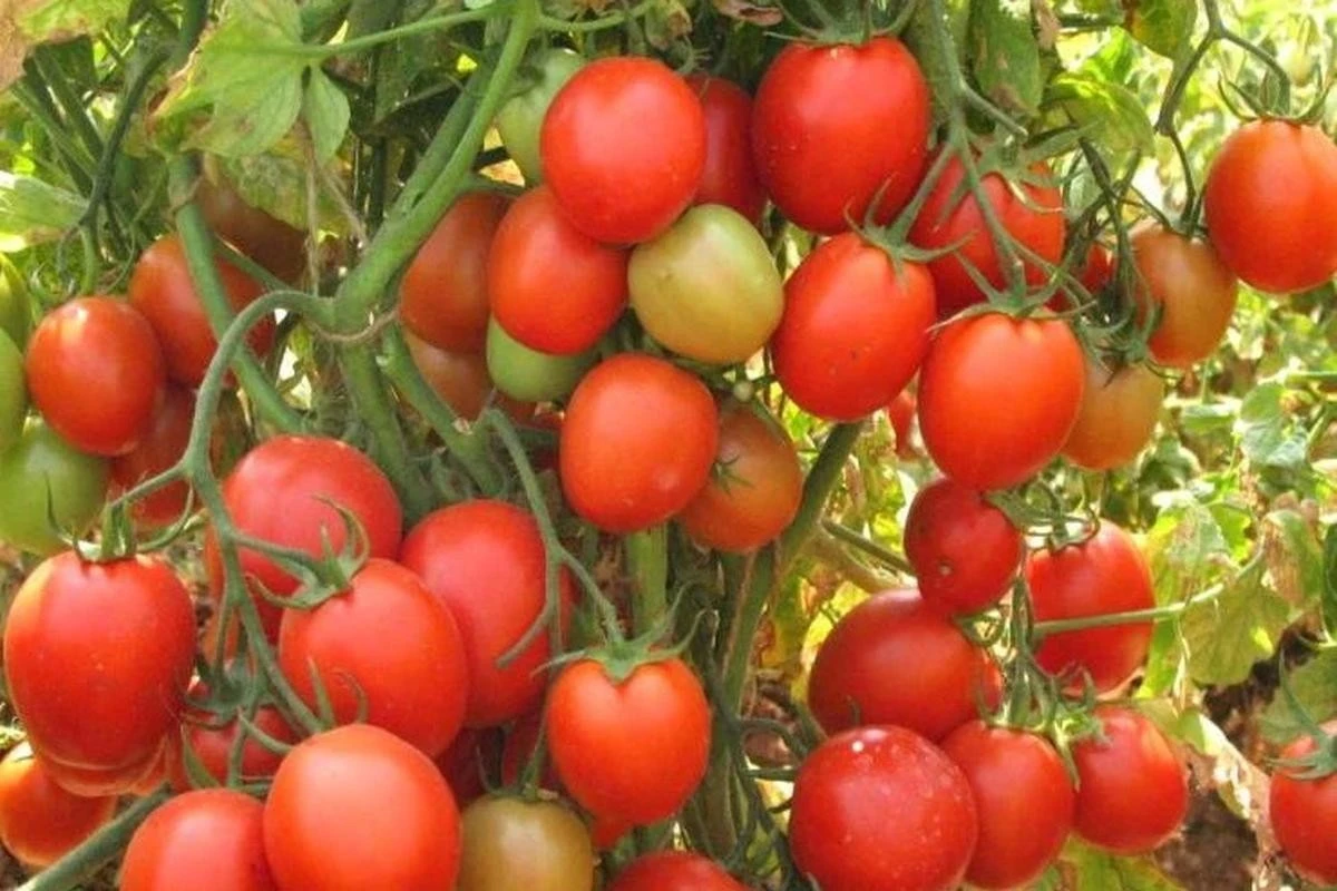 Pomodori facili: quali varietà crescono da sole?