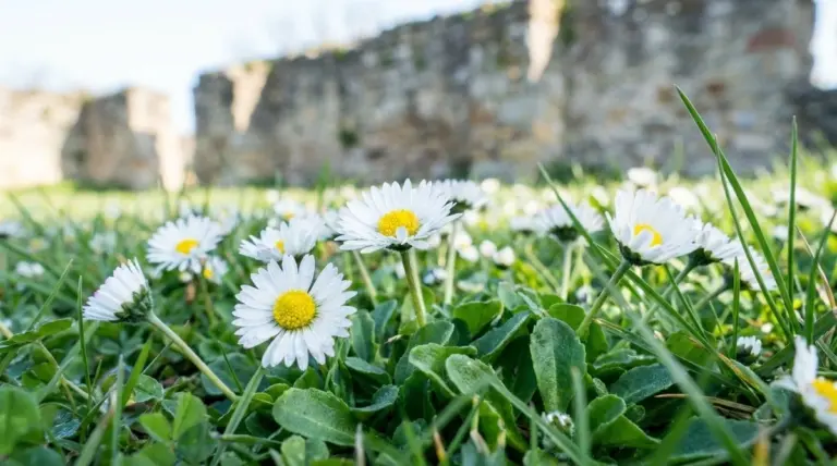 Questi fiori ti disturbano? Proteggono il prato: il loro ruolo è cruciale