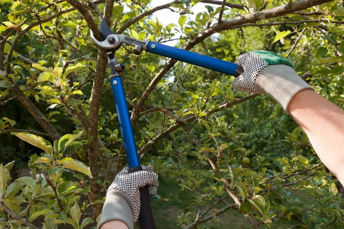 Regola d'oro prima di usare il tuo attrezzo da potatura: evita gli errori del 90% dei giardinieri