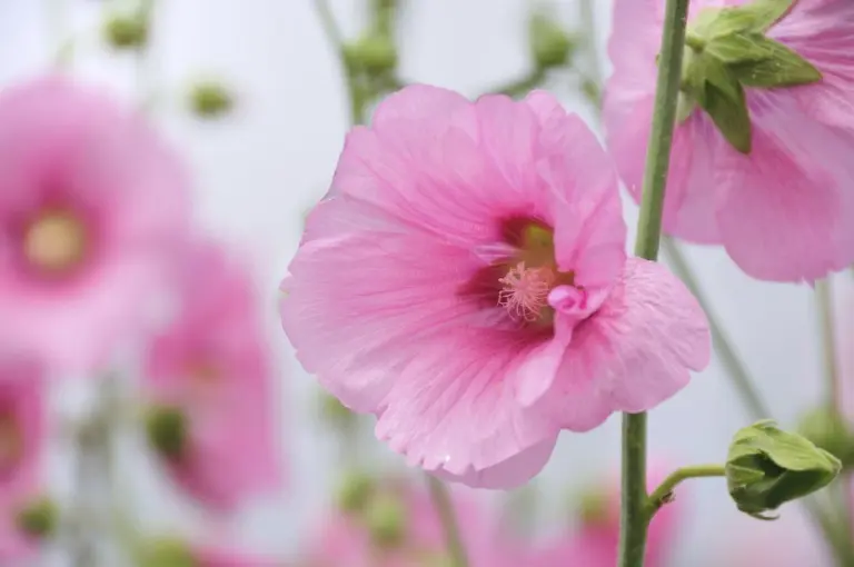 Rose in fiore: ecco i gesti primaverili dimenticati che decidono la fioritura