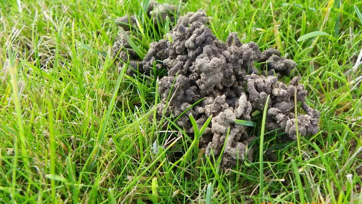 Se la tua giardino è coperto di questo, complimentati: il tuo terreno è in ottima forma