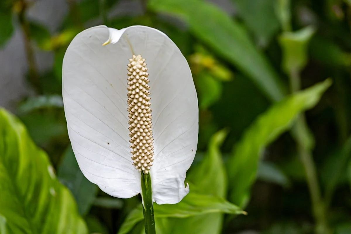 S secretsplanto per rimuovere un fioritura sfiorita dallo Spathiphyllum: evita che marcisca.