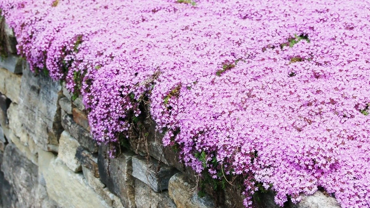 Tappeti fioriti resistenti al gelo: la pianta che trasforma il giardino con minima cura