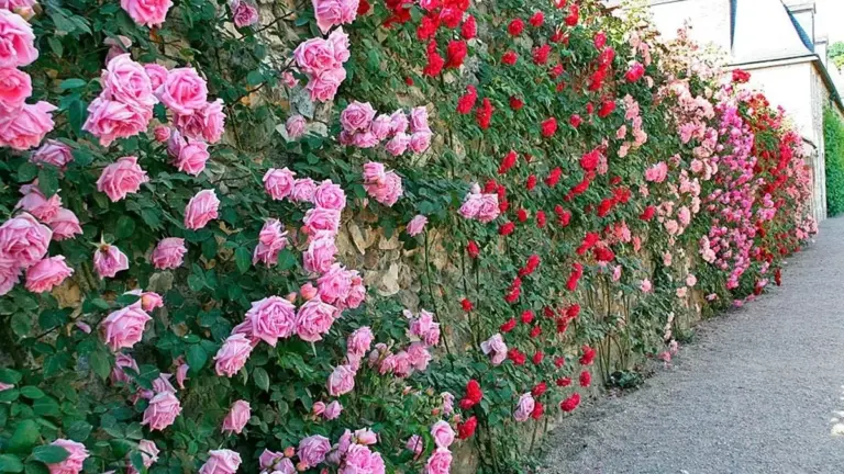 Un fiorire di rose: i segreti semplici per un giardino rigoglioso