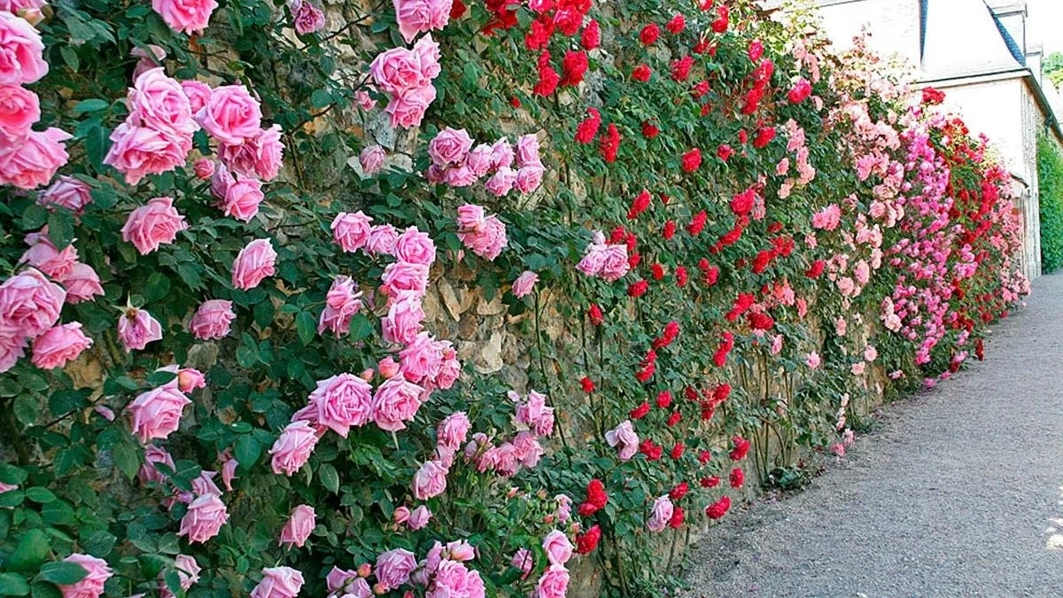 Un fiorire di rose: i segreti semplici per un giardino rigoglioso