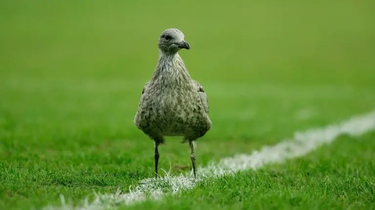 Un giocatore di calcio salva una gabbiana colpita da un pallone: i soccorsi sul campo