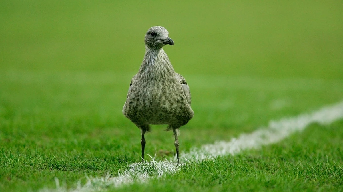Un giocatore di calcio salva una gabbiana colpita da un pallone: i soccorsi sul campo