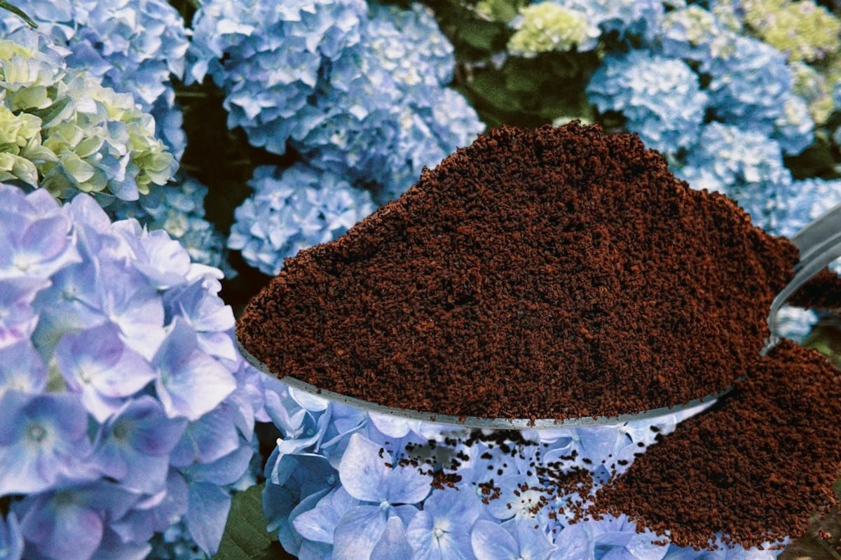 4 piante che amano i fondi di caffè: fioritura rigogliosa con i resti della moka