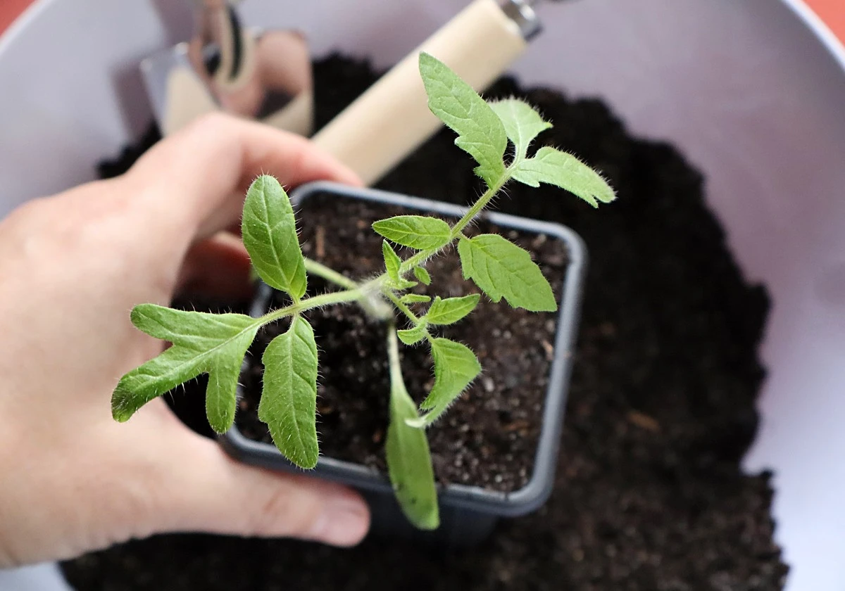 7 Ortaggi che Cambiano il Tuo Giardino: Risultati Immediati per Principianti