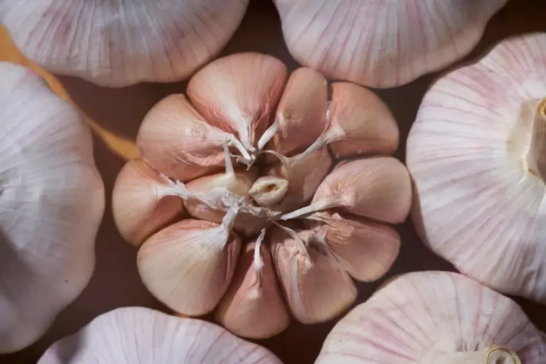 Aglio in Primavera: Il Segreto per Teste Giganti Svelato