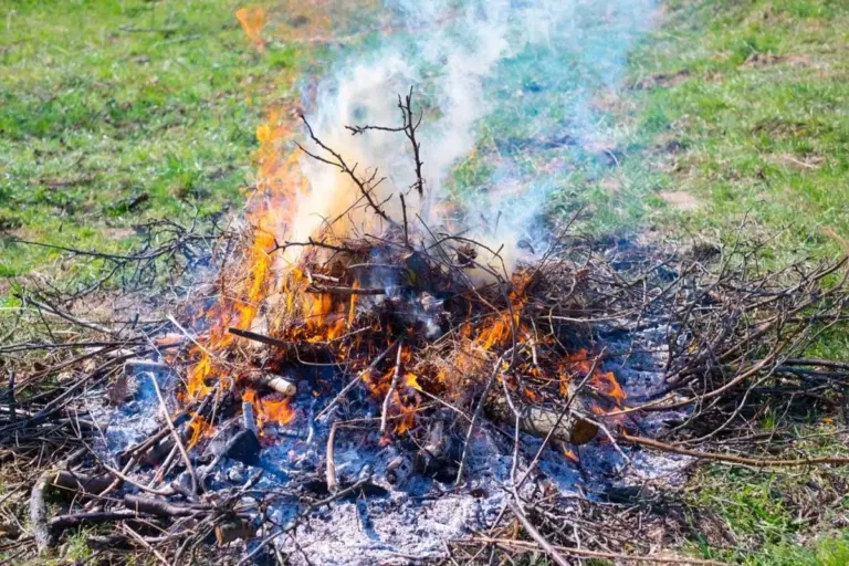 Bruciare scarti verdi in giardino: cosa rischi e alternative ecologiche