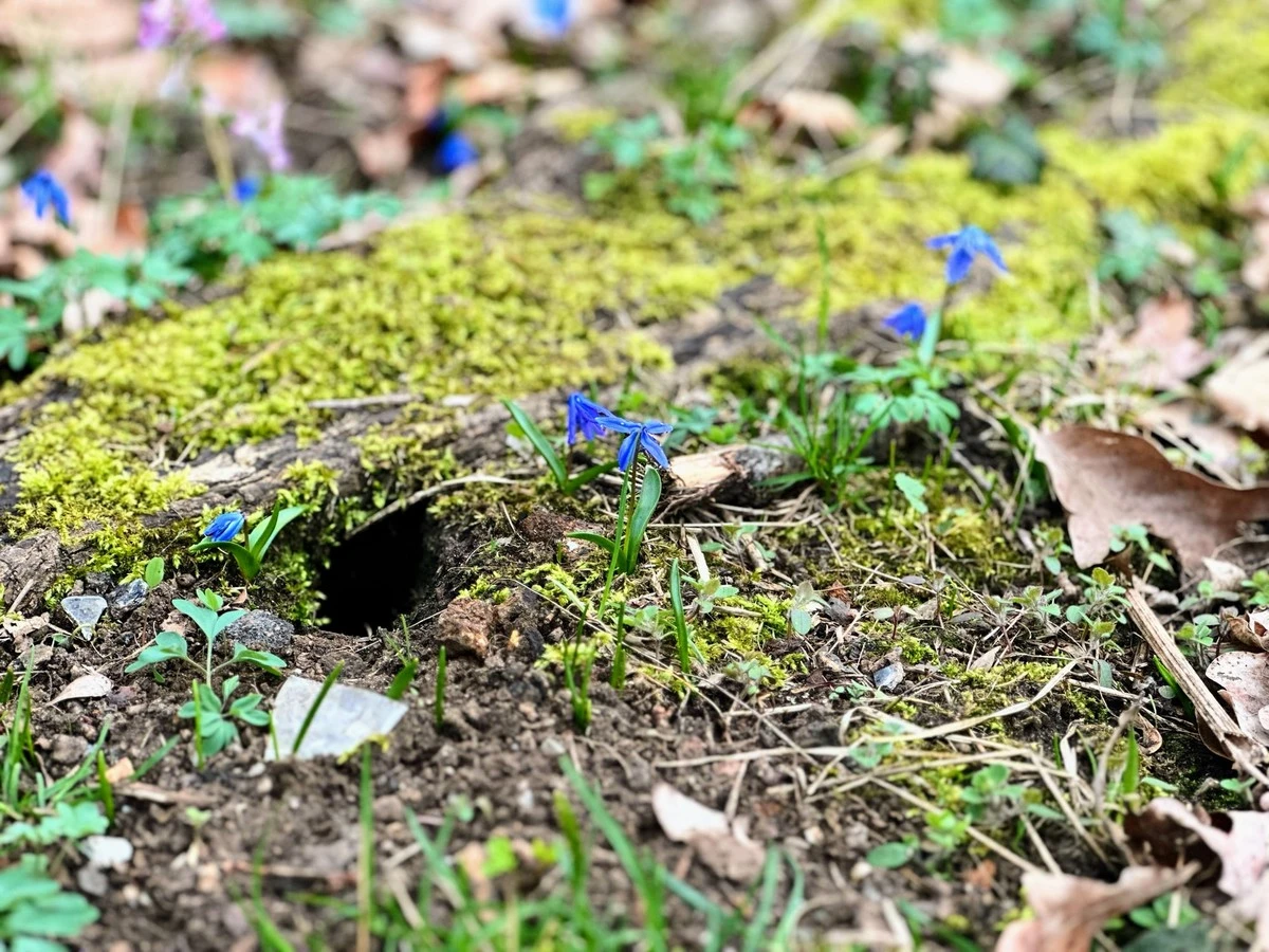 Buchi in giardino: scopri quali animali li creano e come gestirli