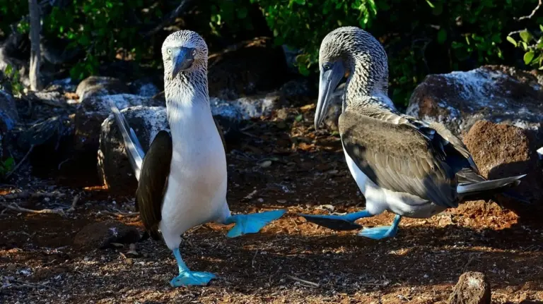 Cinque strategie d'amore animali che ti sorprenderanno in primavera