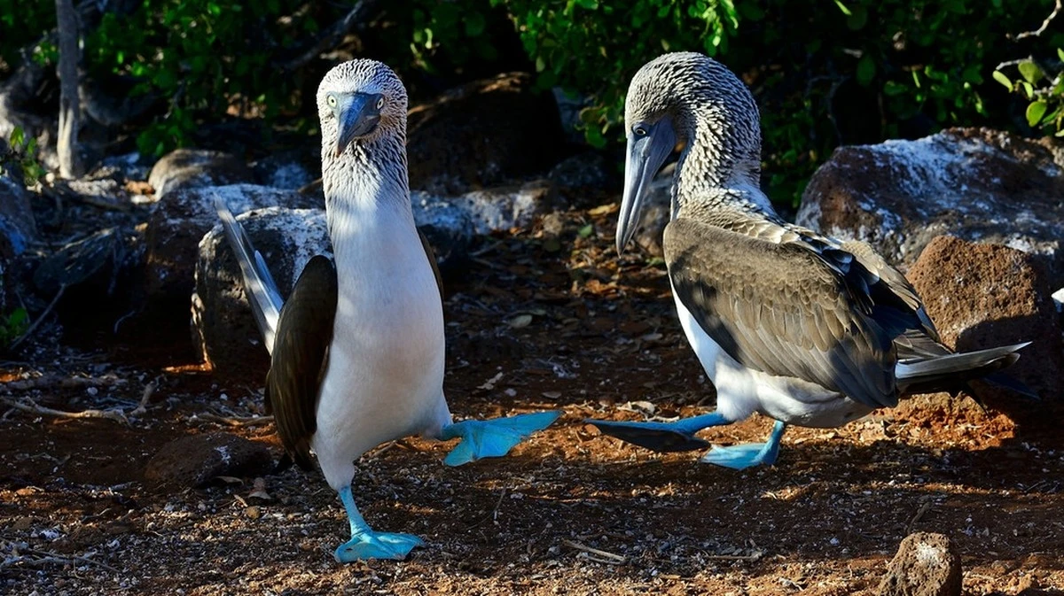 Cinque strategie d'amore animali che ti sorprenderanno in primavera