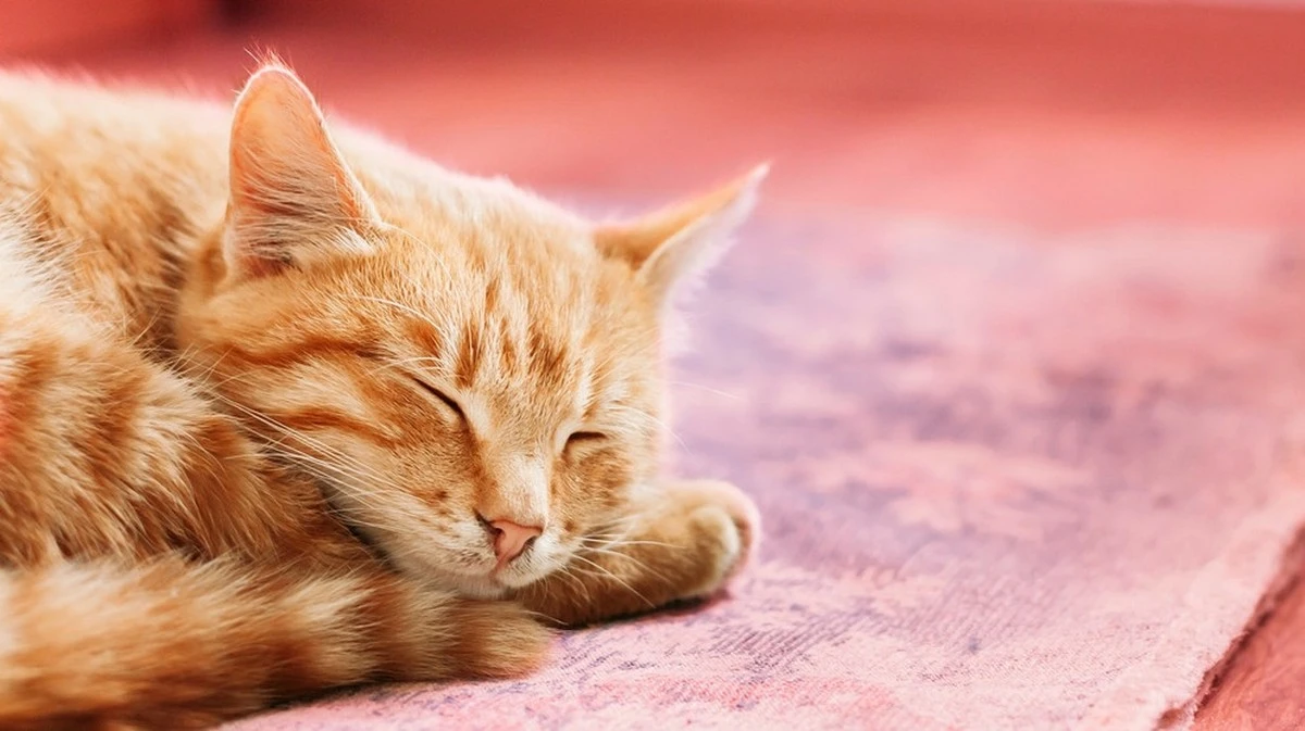 Gatti rossi: perché sono più dolci delle altre? La scienza ha una risposta sorprendente.