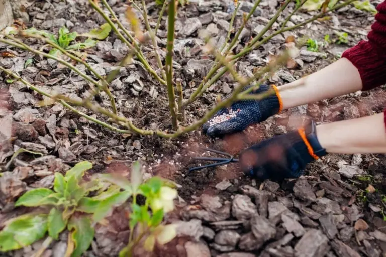 Il mio roseto sembrava morto: questo gesto a primavera l'ha riportato in vita in pochi giorni