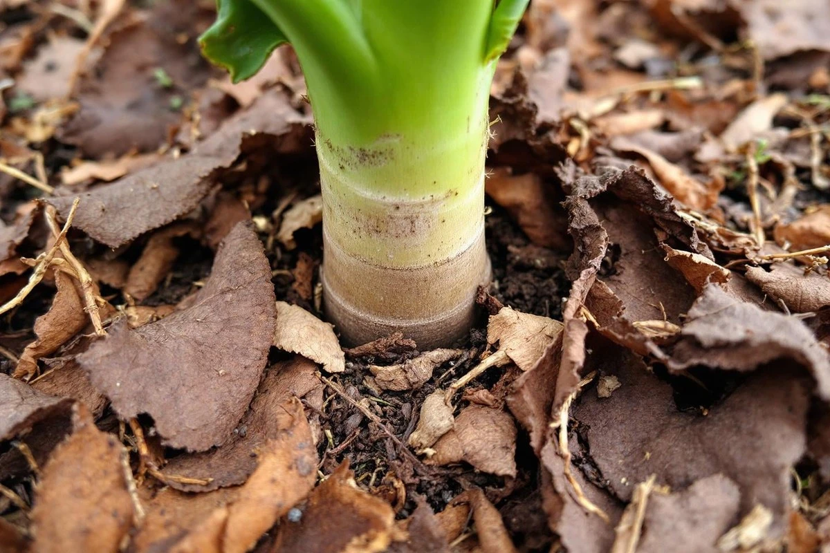 Il segreto del giardiniere: perché le tue foglie secche non bastano più (e cosa fare)