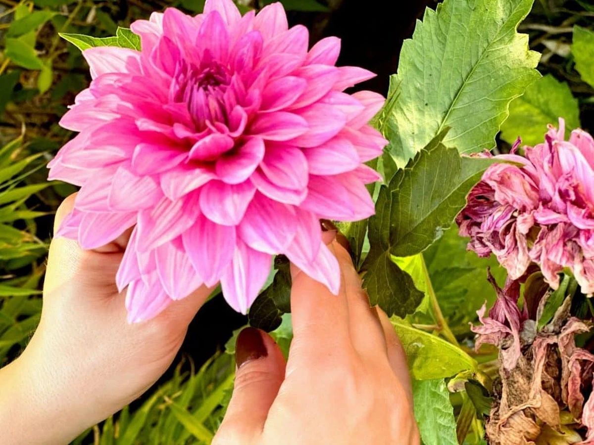 La buccia di banana fa fiorire i tuoi dahlia? Il segreto che i giardinieri esperti tengono nascosto