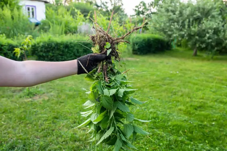 Non tagliarle mai più: queste "erbacce" hanno un ruolo segreto nel tuo giardino