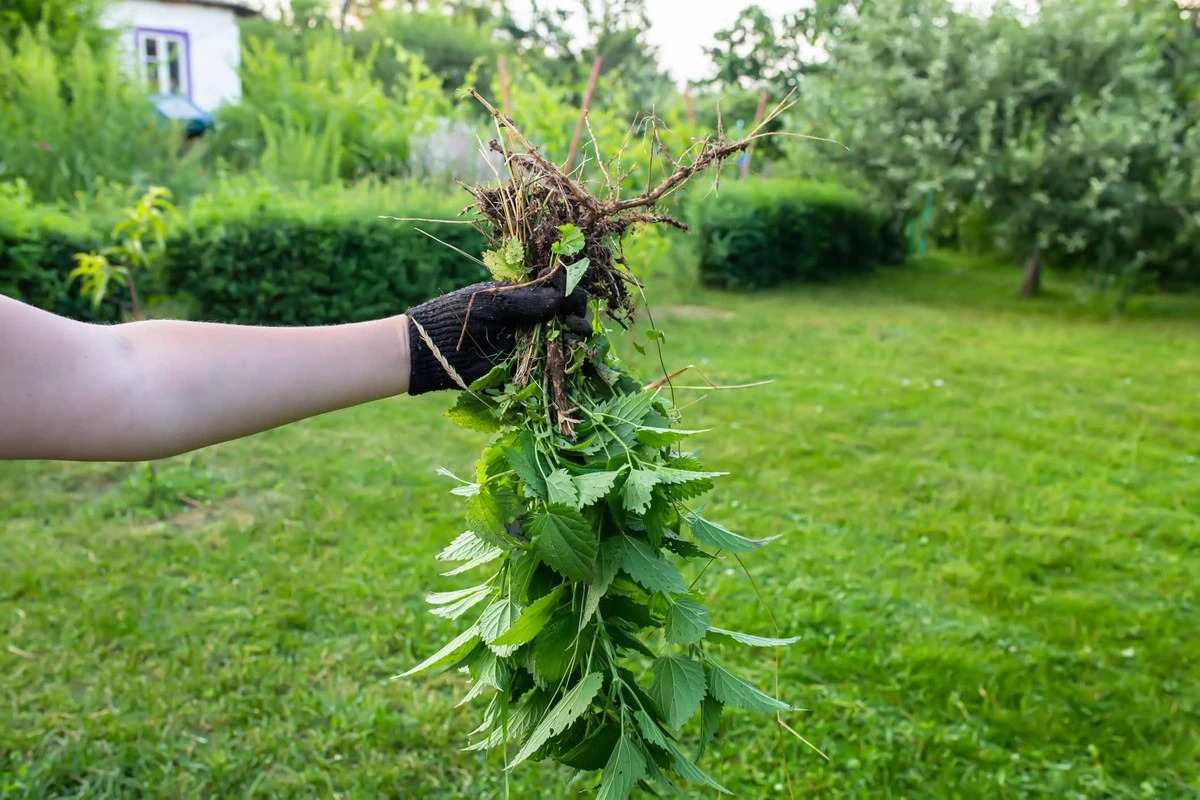 Non tagliarle mai più: queste "erbacce" hanno un ruolo segreto nel tuo giardino