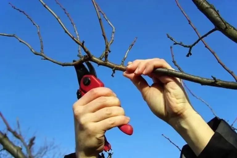 Non toccare le forbici al tuo pesco: aspetta il "bottoncino rosa"