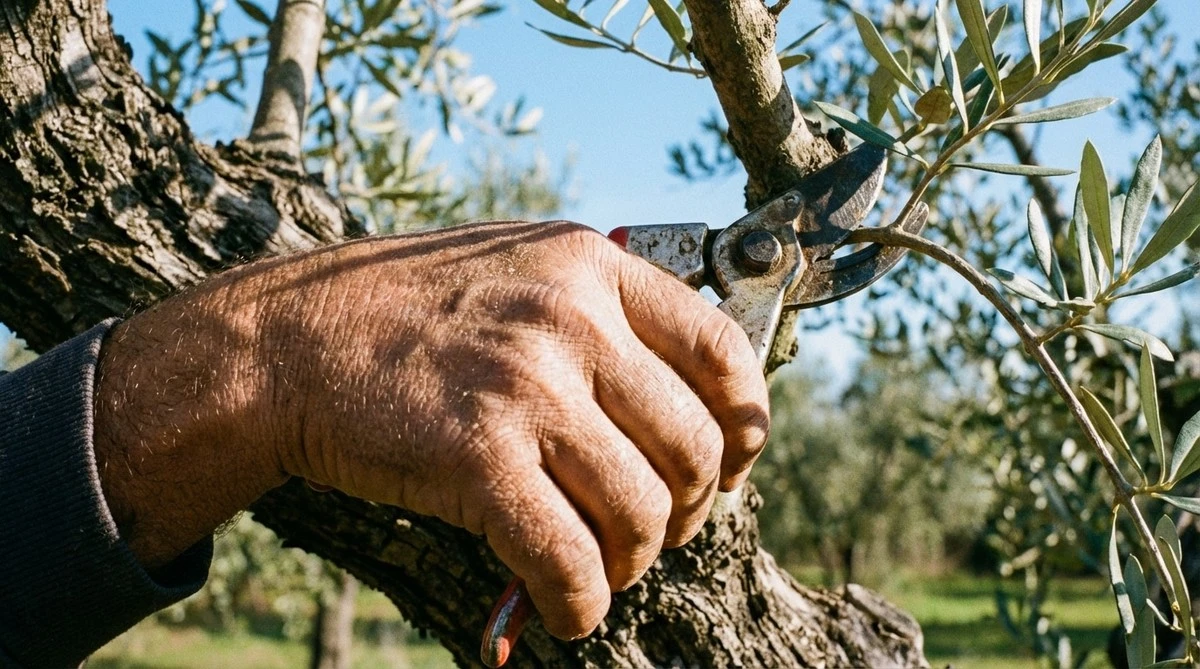 Olio d'oliva: 4 gesti per risvegliare l'albero prima di aprile