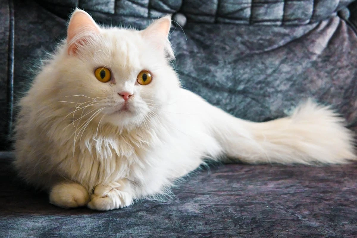 Peli di Gatto Ovunque? 3 Trucchi Sorprendenti per Eliminarli da Vestiti e Mobili