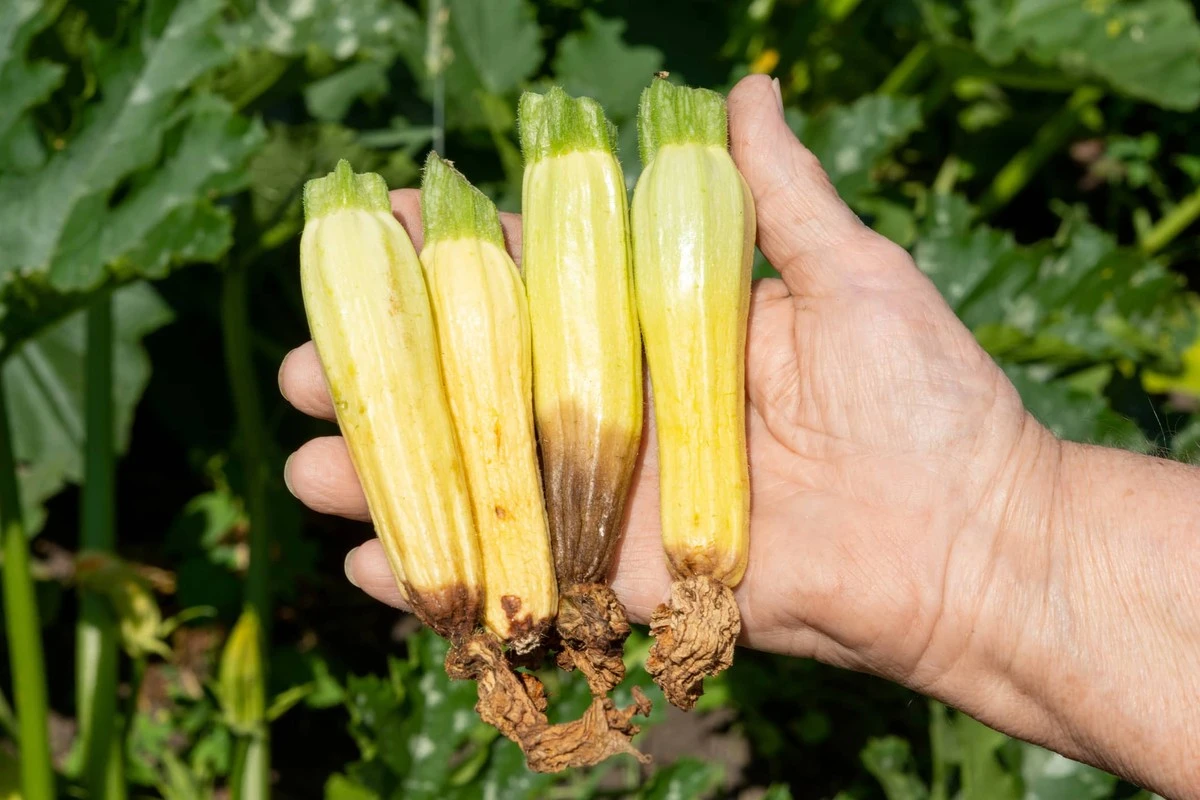 Perché le mie zucchine piccole ingiallivano e cadevano: il segreto svelato da un orticoltore esperto