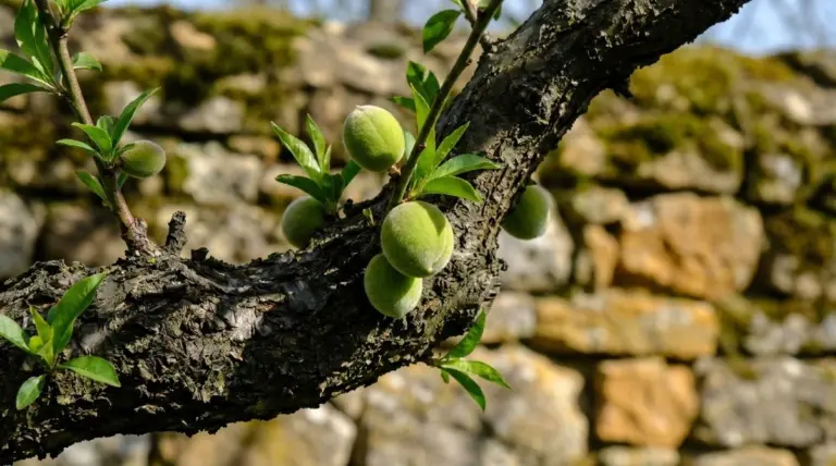 Perché le tue pesche e albicocche diventano piccole? Questo gesto raddoppia la loro dimensione in estate