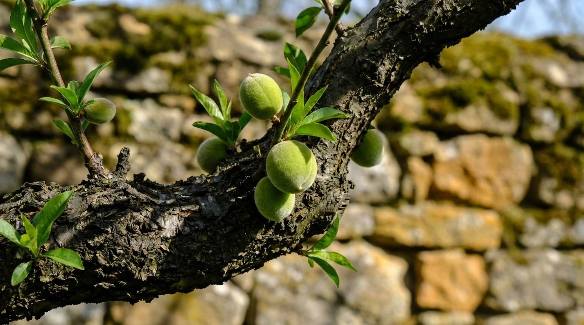 Perché le tue pesche e albicocche diventano piccole? Questo gesto raddoppia la loro dimensione in estate