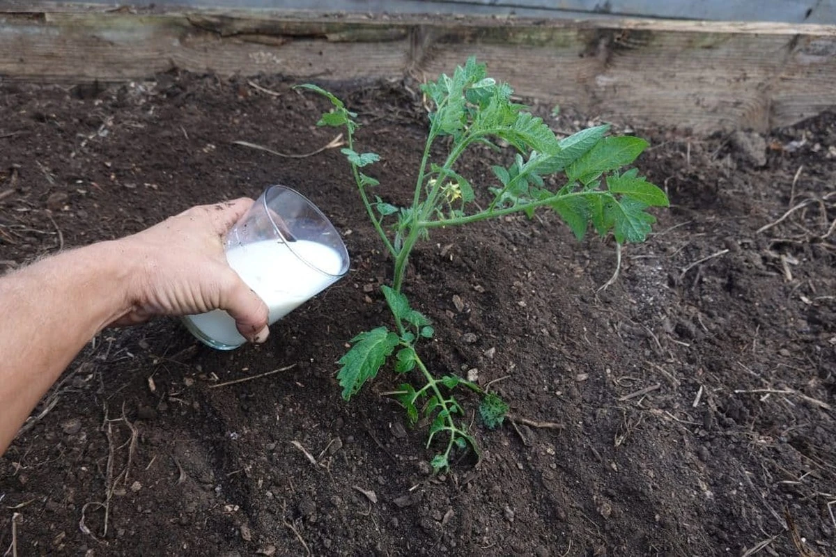 Salva i tuoi pomodori: l'ingrediente segreto dal tuo frigo che li protegge da peronospora e marciume apicale