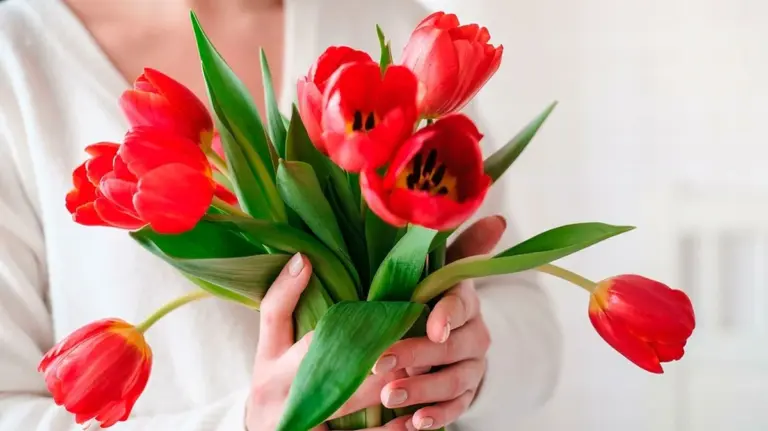 Tagli dei tulipani: ecco come far durare i messaggeri di primavera più a lungo