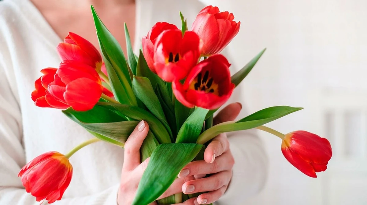 Tagli dei tulipani: ecco come far durare i messaggeri di primavera più a lungo