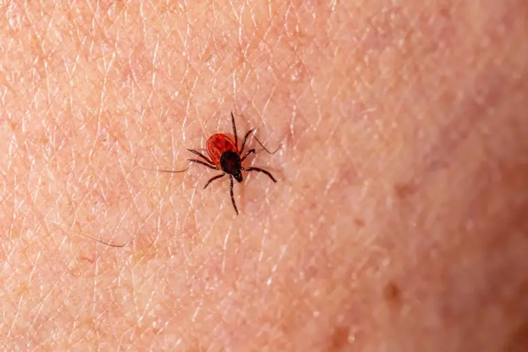 Tick Removed with Cotton Swab: The Simple Trick That Works