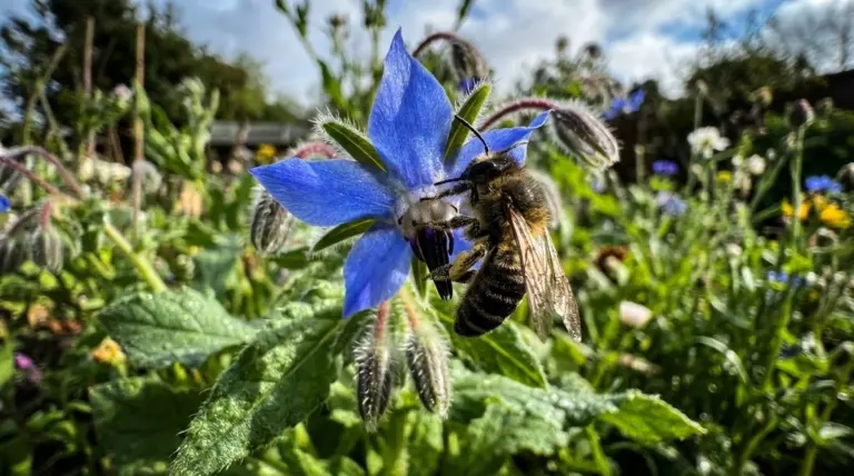 Una singola goccia blu trasforma il tuo giardino in un paradiso per le api: si risemina da sola!