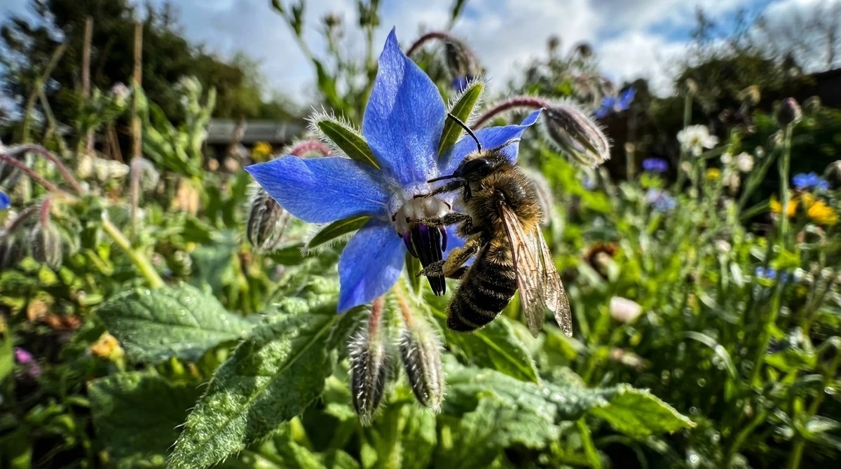 Una singola goccia blu trasforma il tuo giardino in un paradiso per le api: si risemina da sola!